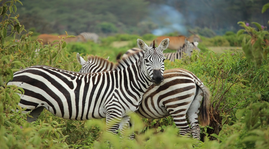 Big Five Safari and Cultural Tour: 10 Days